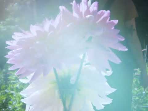 Canadian Dahlia Tubers | Bloom + Breeze Farm | Squamish BC