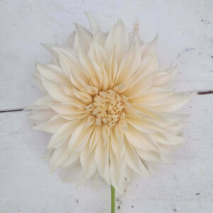 Cafe au Lait Dahlia