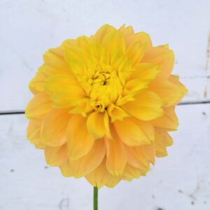 Gingersnap Dahlia tuber