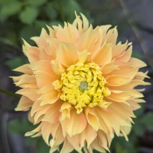 Deep Impact Dahlia