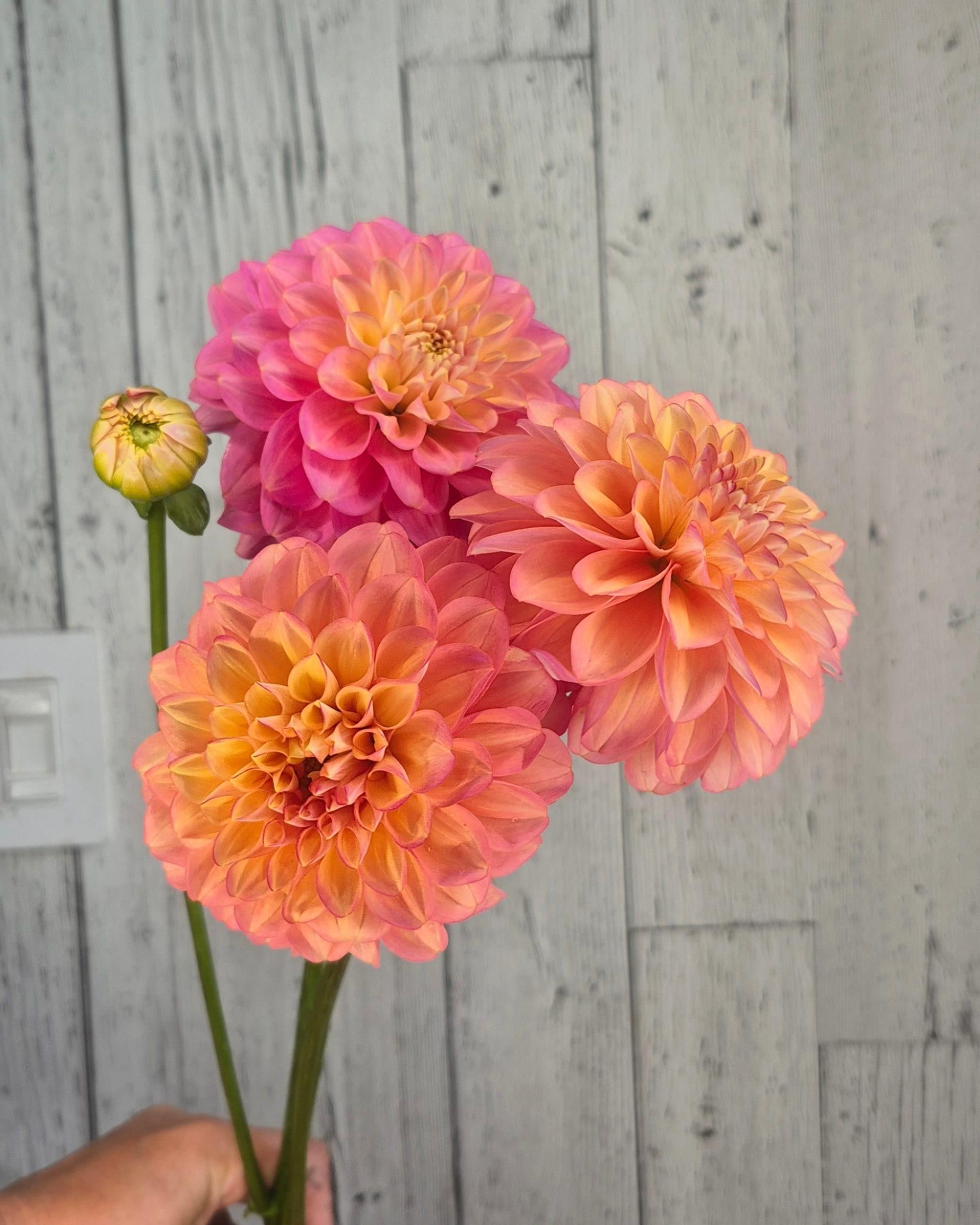 Milena_fluer_for_sale