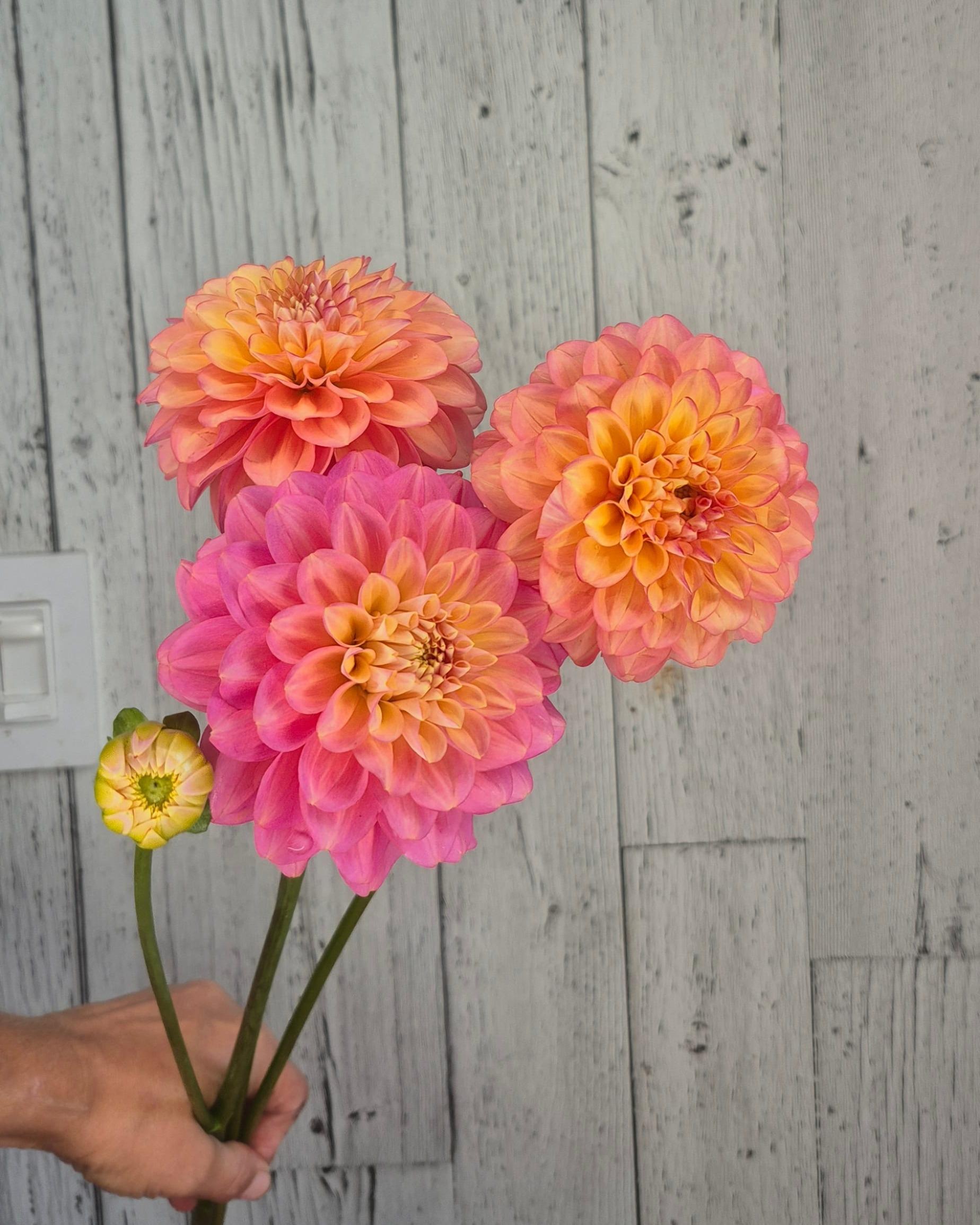 milena_fluer_dahlia_tuber