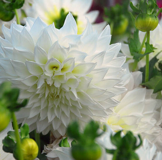 Fleurel Dahlia Tuber for sale