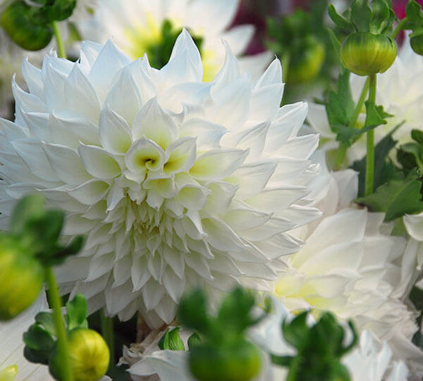 Fleurel Dahlia Tuber for sale