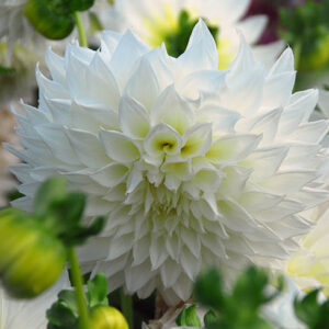 Fleurel Dahlia Tuber for sale