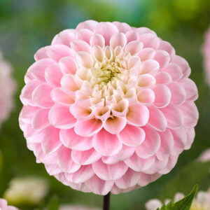 Wizard of Oz Dahlia Tuber for Sale