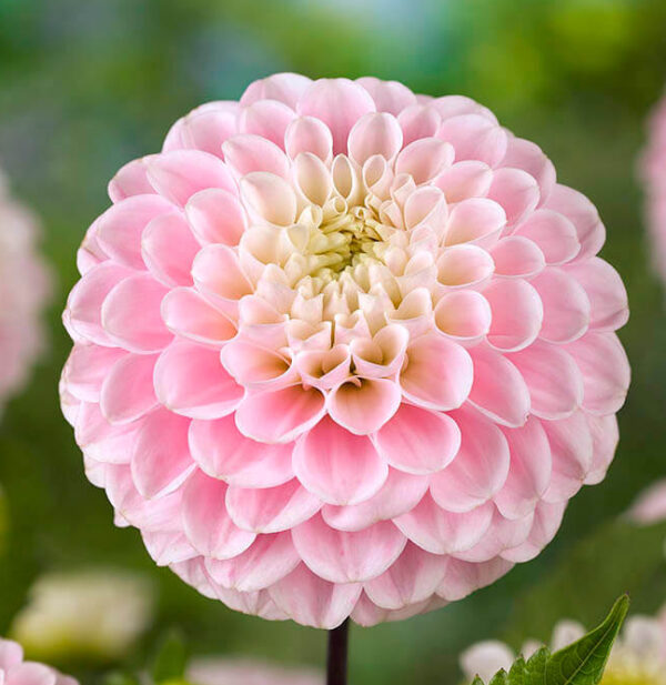 Wizard of Oz Dahlia Tuber for Sale