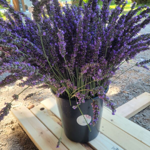 fresh lavender bucket