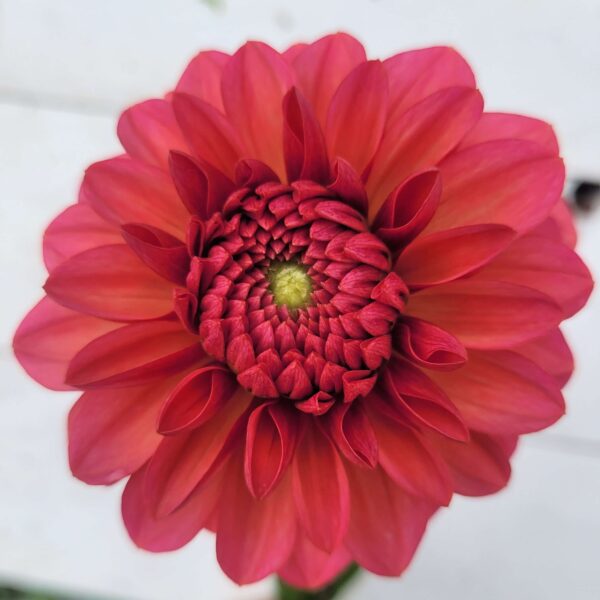 Salmon Runner Dahlia