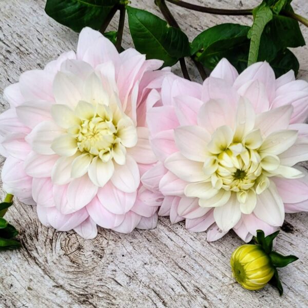 Silver Years Dahlia