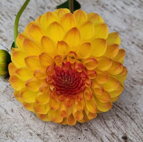 Sunny Boy Dahlia