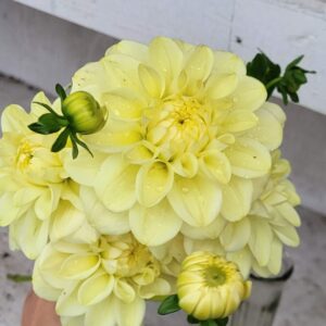 Caramel Antique Dahlia Tuber