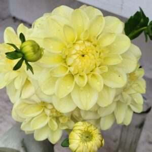 Caramel Antique Dahlia Tuber