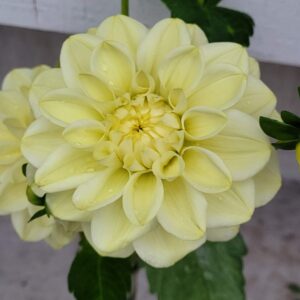 Caramel Antique Dahlia Tuber