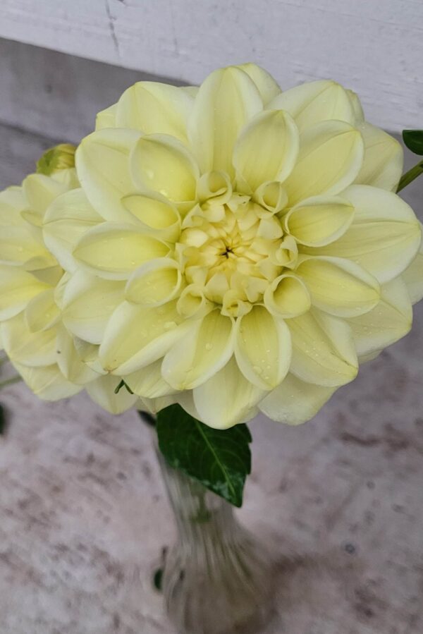 Caramel Antique Dahlia Tuber