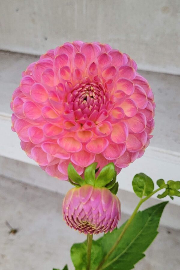 clearview peachy dahlia