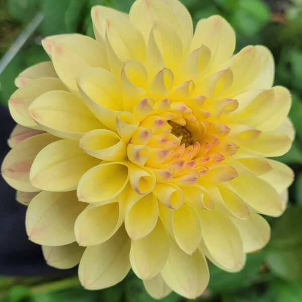 Bolt Dahlia Tuber