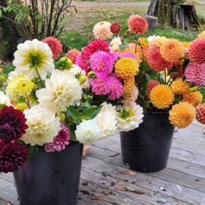 Golden Hour Dahlia Design Workshop