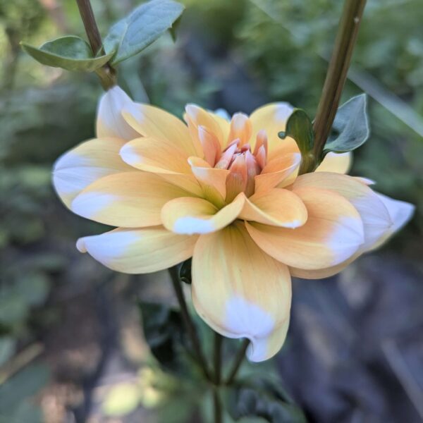 Orange Perception Dahlia