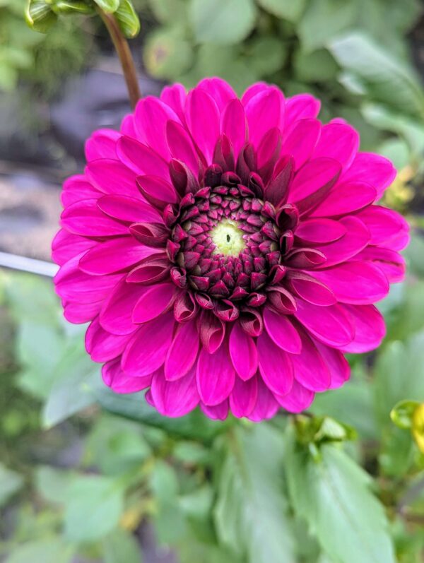 Lilac Bull Dahlia