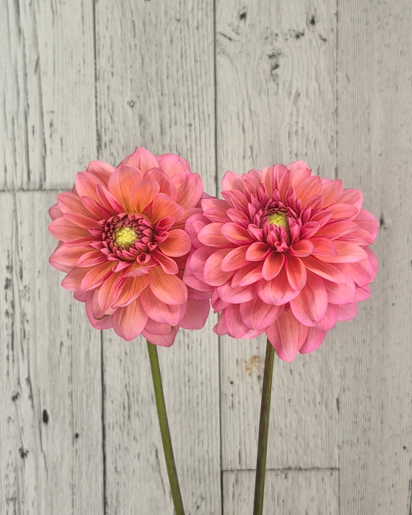 Salmon-runner-dahlia