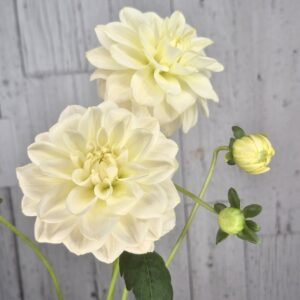 Caramel Antique - LIMITED