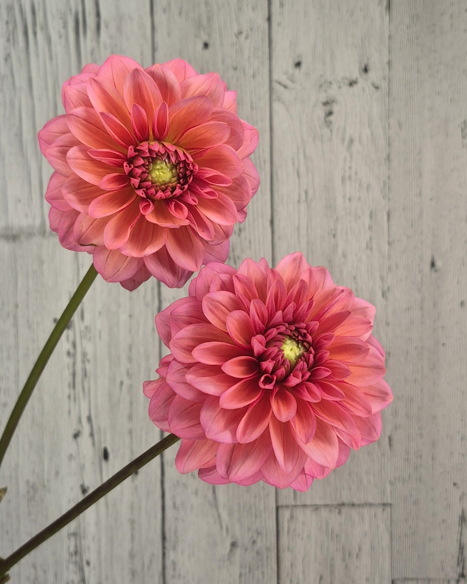 salmon-runner-dahlia-sale