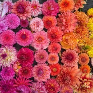 Dahlia Garden Starter - 10 Pack