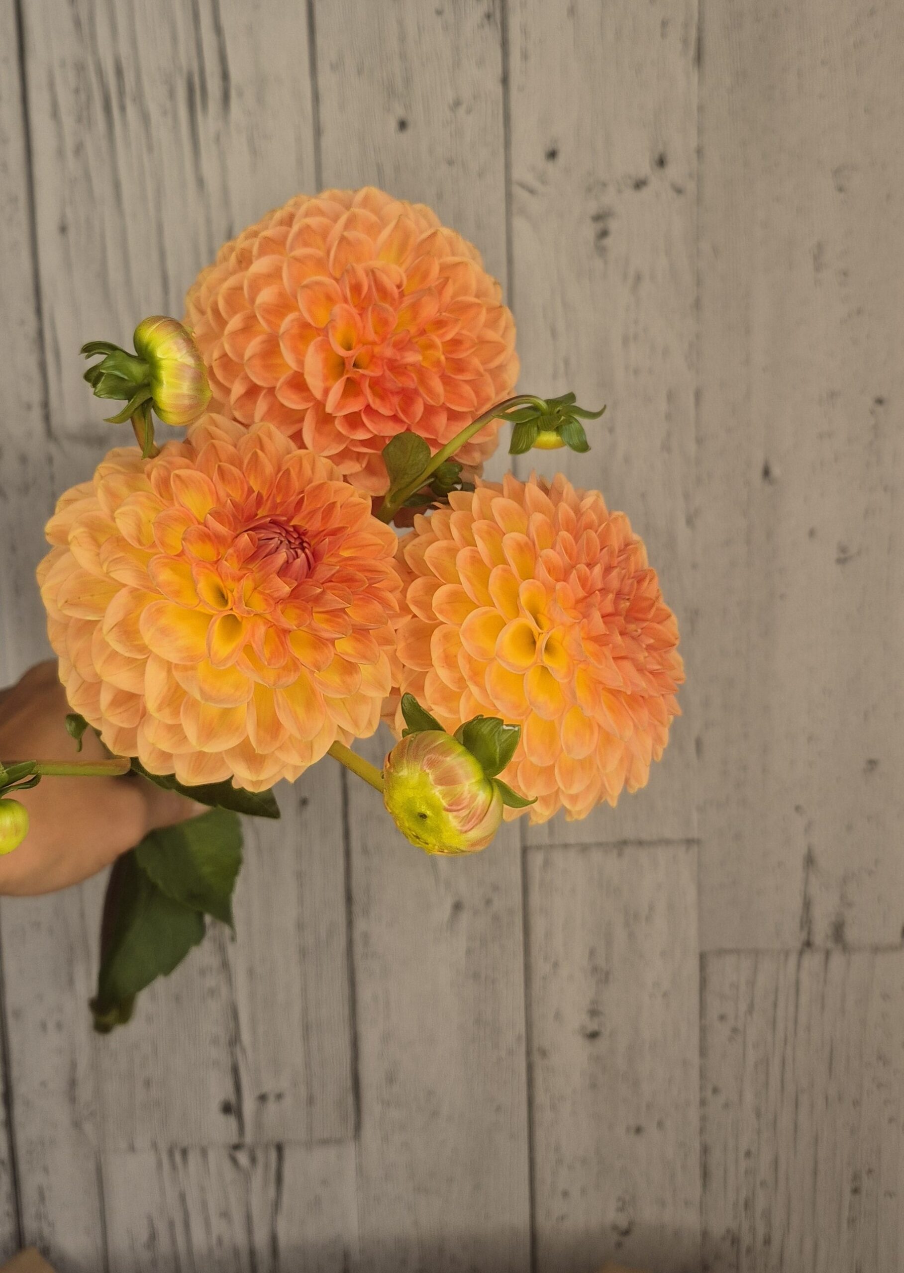 Blyton SOfter Dahlia tuber