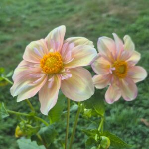 Apple Blossom - LIMITED