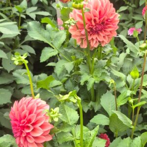 Orange Globe - LIMITED