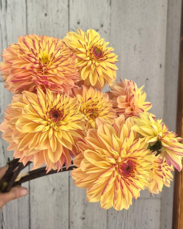 Dear Alexander Dahlia Tuber | Premium Canadian Dahlia