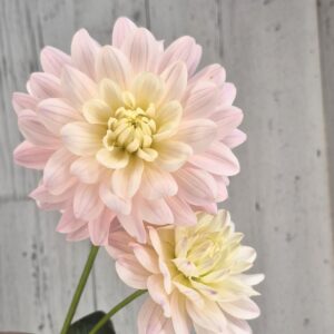 Diana's Memory - LIMITED